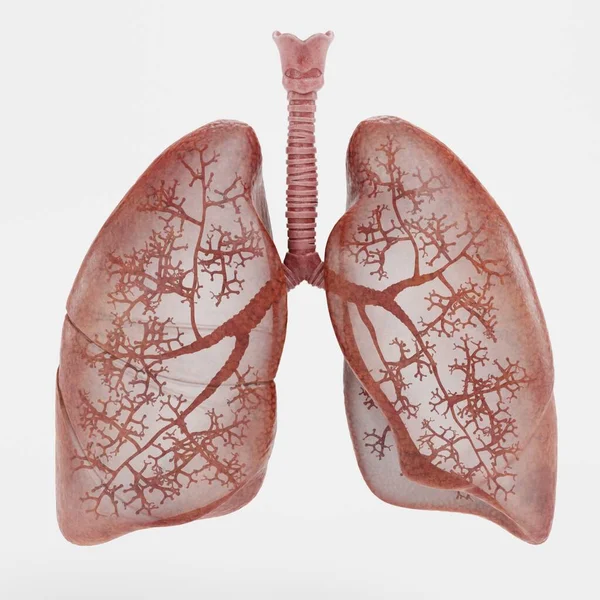 Render Realistico Del Sistema Respiratorio — Foto Stock