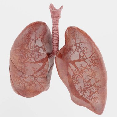 Solunum Sistemi 'nin Gerçekçi 3B Hazırlaması