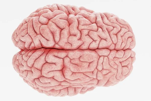 Ρεαλιστική Render Του Ανθρώπινου Εγκεφάλου — Φωτογραφία Αρχείου