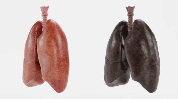 Realistic Render Respiratory System — Stock Photo, Image