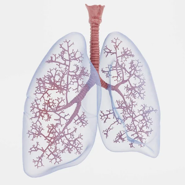 Realistische Render Respiratory System — Stockfoto