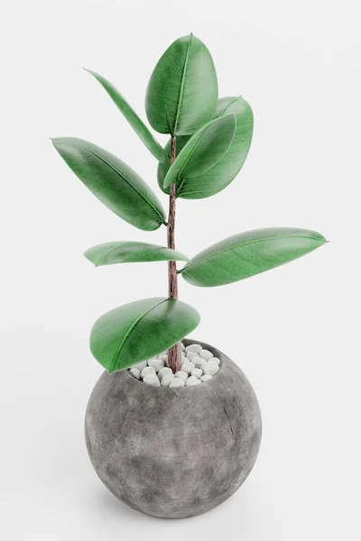 Render Realistico Ficus Vaso — Foto Stock