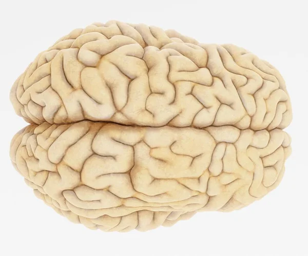 Realistische Render Van Menselijk Hersenen — Stockfoto