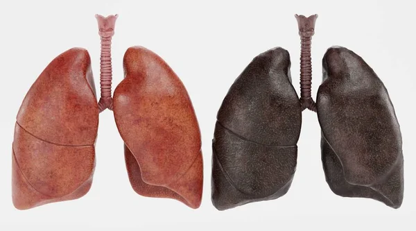 呼吸器系の現実的な3Dレンダリング — ストック写真