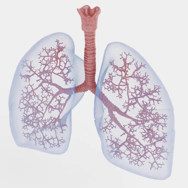 Render Realistico Del Sistema Respiratorio — Foto Stock