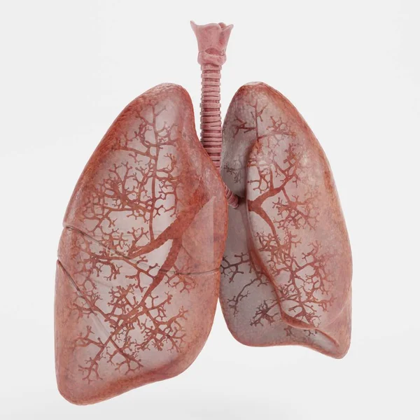 Render Realistico Del Sistema Respiratorio — Foto Stock