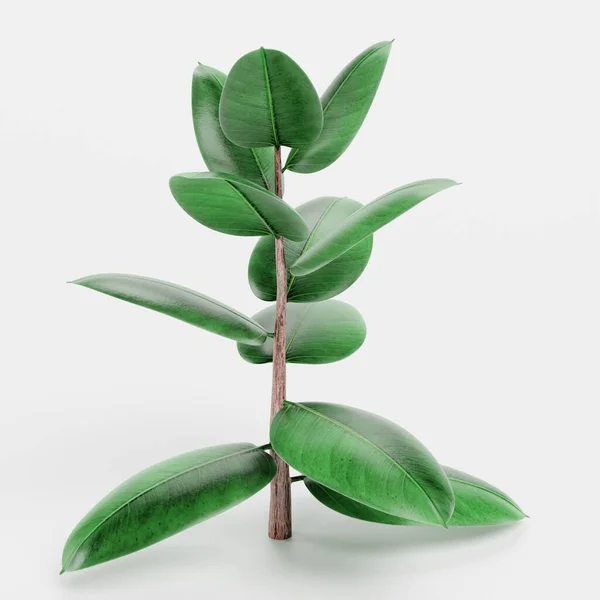 Realisztikus Render Rubber Tree — Stock Fotó