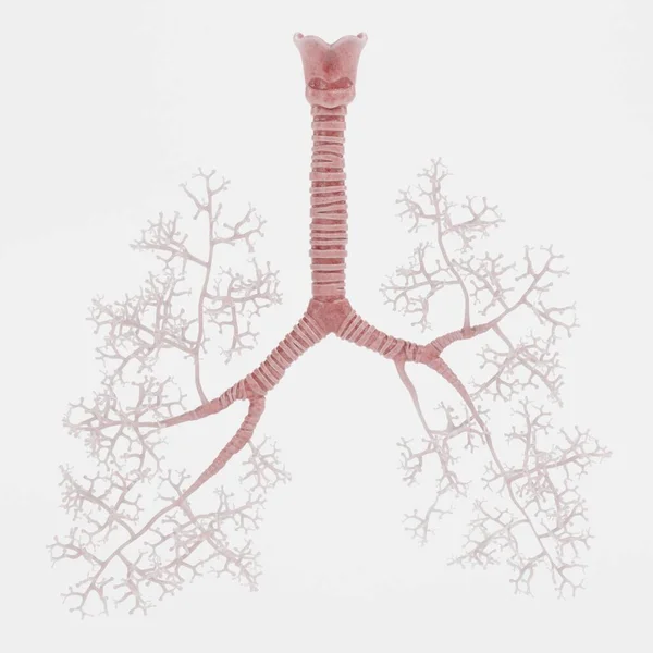 Realistisk Render Trachea Och Bronchi — Stockfoto