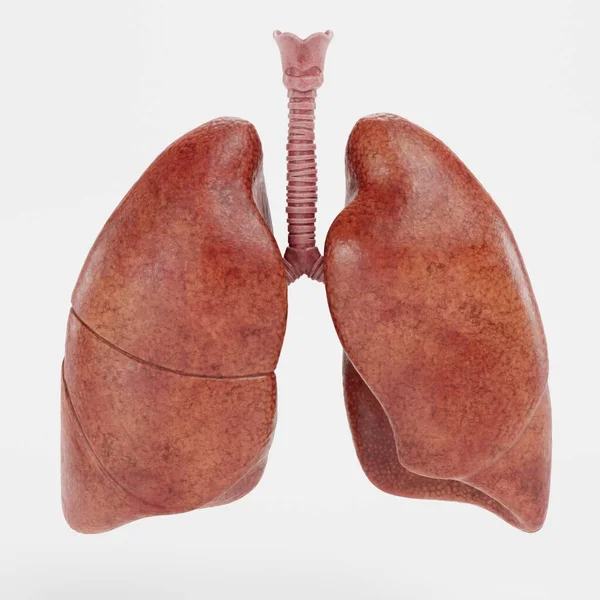Solunum Sistemi 'nin Gerçekçi 3B Hazırlaması