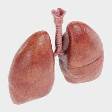 Solunum Sistemi 'nin Gerçekçi 3B Hazırlaması