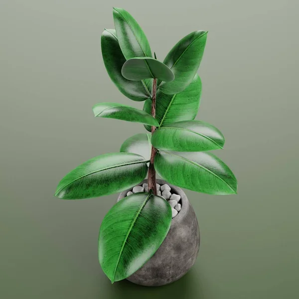 Realistische Render Van Ficus Pot — Stockfoto