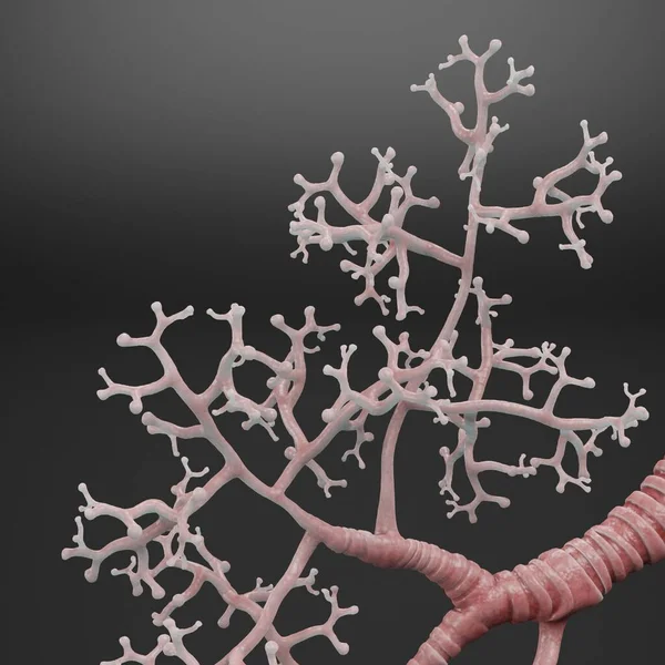 Trachea和Bronchi的现实3D渲染 — 图库照片