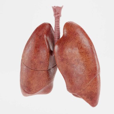 Solunum Sistemi 'nin Gerçekçi 3B Hazırlaması