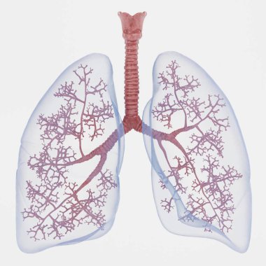 Solunum Sistemi 'nin Gerçekçi 3B Hazırlaması