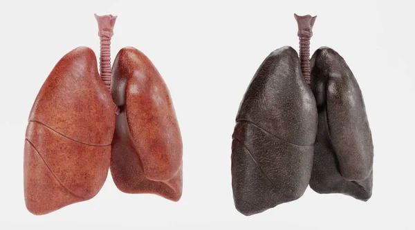 Ρεαλιστική Render Του Αναπνευστικού Συστήματος — Φωτογραφία Αρχείου