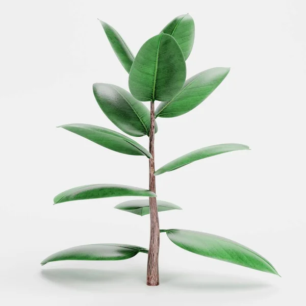 Realistische Render Rubber Tree — Stockfoto