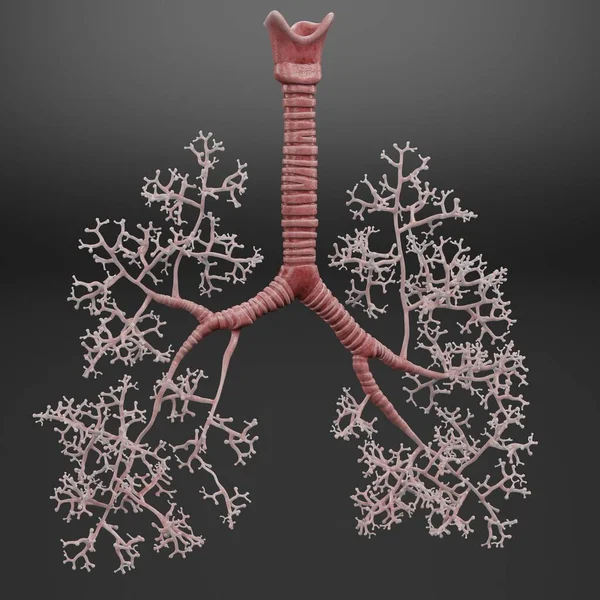 Trachea和Bronchi的现实3D渲染 — 图库照片