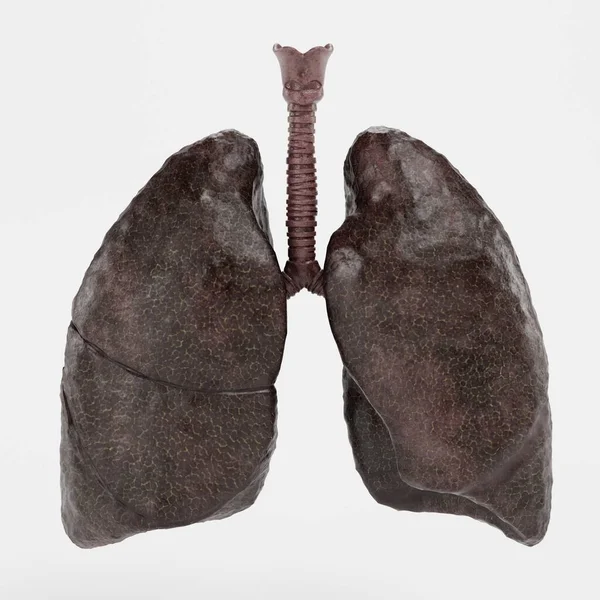 Realista Render Smoker Lungs —  Fotos de Stock