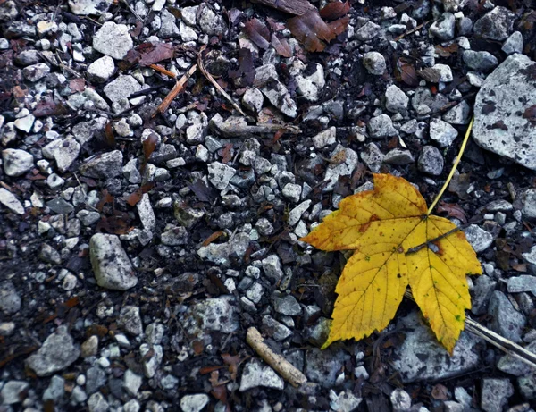 Foglia d'albero su pietre — Foto Stock