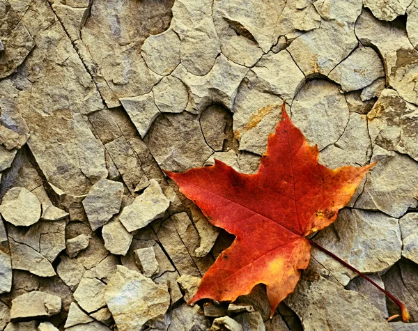 Maple leaf on cracked stone — Stock Photo, Image