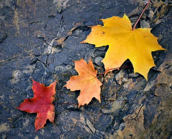 石の上に着色されたカエデの葉 — ストック写真