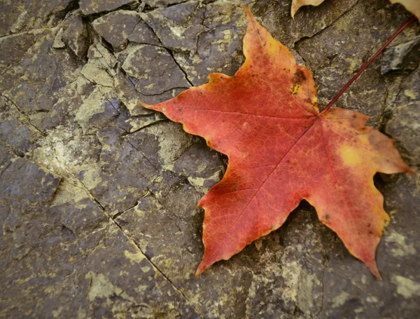 Akçaağaç yaprağı üzerinde taş — Stok fotoğraf