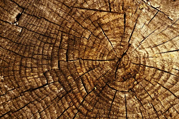 old spruce stump