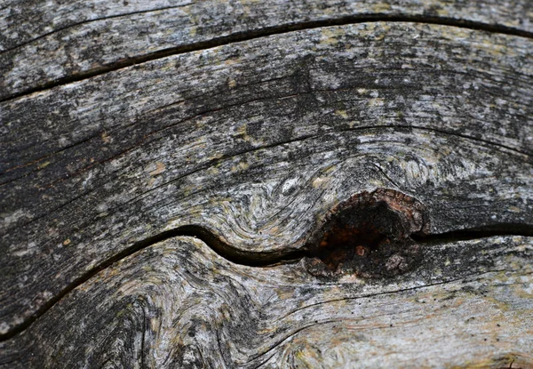 Oeil de baleine en bois — Photo