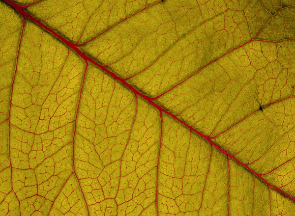 Bloody leaves — Stock Photo, Image