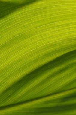 boyalı arka plan muz yaprağı