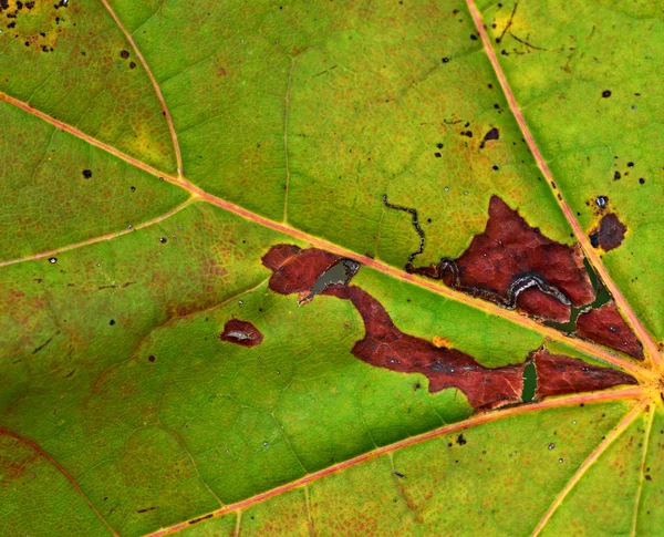 Detalhe da folha da árvore com falha — Fotografia de Stock