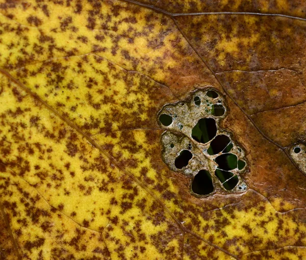 Foglia di albero morente marrone giallastro — Foto Stock