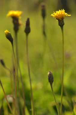 Sarı çayır çiçekler