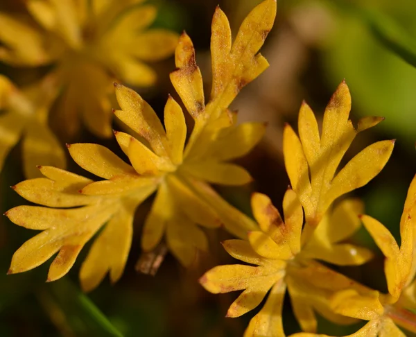 Foglie gialle erbe — Foto Stock