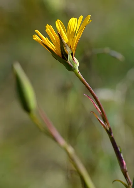 Łąka żółty kwiat — Zdjęcie stockowe