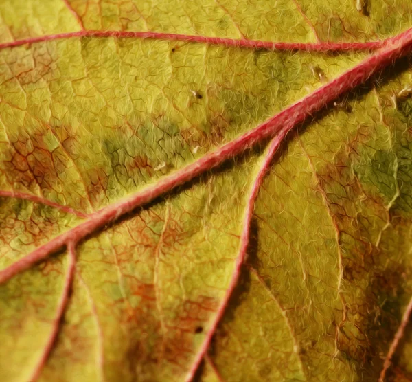 Soyut yaprak boyalı — Stok fotoğraf