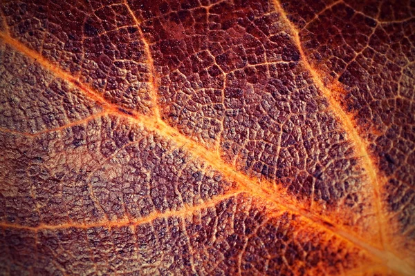 Feuille d'arbre avec surface en cuir — Photo