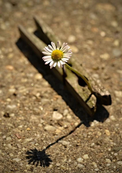 Trapped daisy — Stock Photo, Image