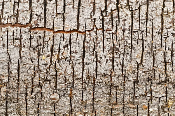 Retak vertikal di kulit pohon — Stok Foto