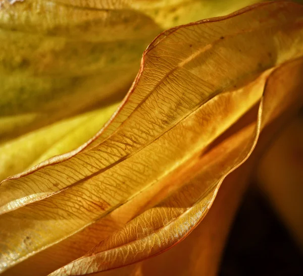 Závoj žlutá oranžová list — Stock fotografie