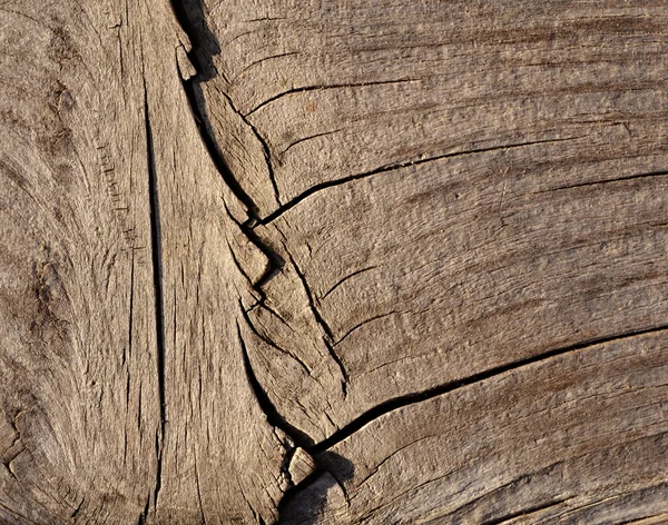 Vieux bois séché avec fissure — Photo