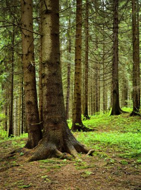 Natürmort Ladin ormanda