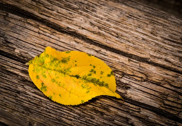 Een gele Herfstbladeren — Stockfoto