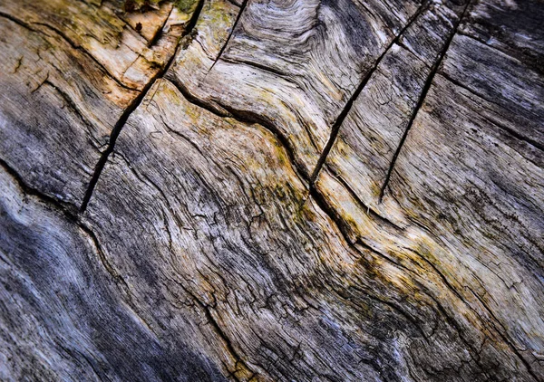 Gammalt ruttet trä — Stockfoto