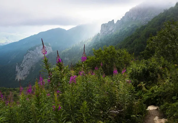 Sfondo Paesaggio Nebbia Foschia Una Valle Montagna Con Fiori Primo — Foto Stock