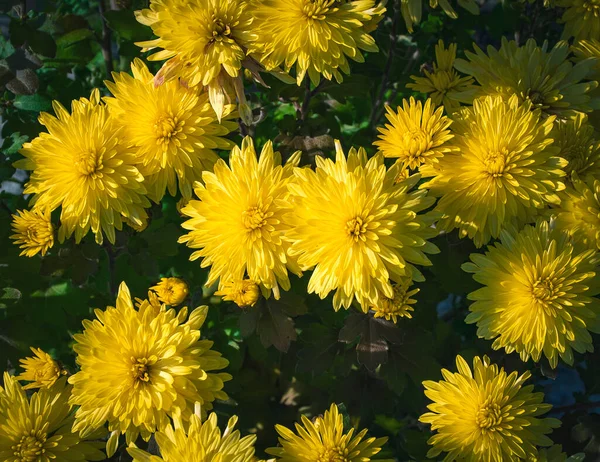 Nature Seasonal Background Yellow Chrysanthemum Flowers — Stock Photo, Image