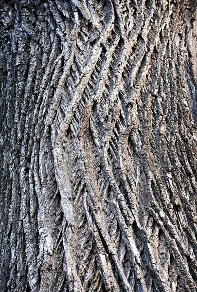 Nature Fond Texture Détail Écorce Vieil Arbre — Photo