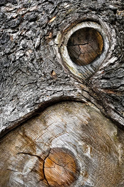 Nature Background Detail Old Spruce Wooden Trunk — 图库照片