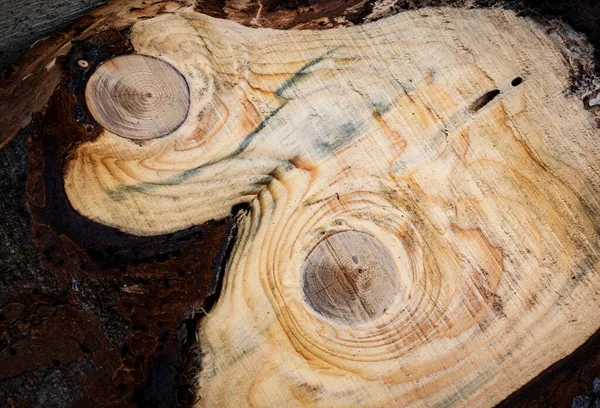 Nature Texture Detail Sawn Spruce Branch — Stock Photo, Image