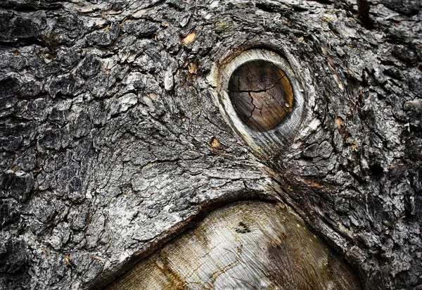 Background Texture Detail Old Bark Spruce Tree — Stock Photo, Image